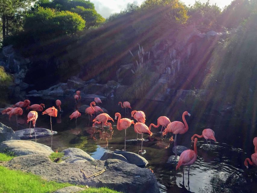 Zoologico Buenos Aires Temaiken Flamingo Rosa